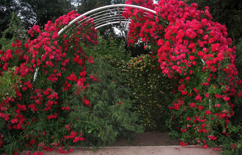 Арка для роз у ландшафтному дизайні